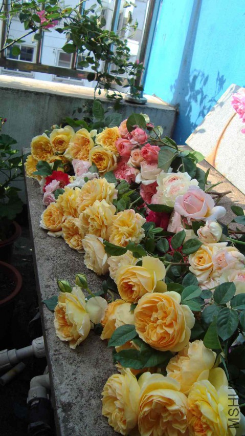 DSC08565.JPG