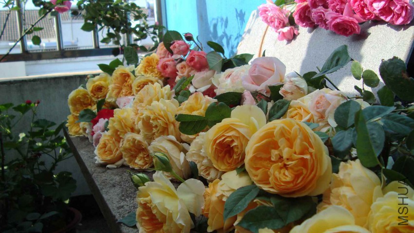 DSC08564.JPG