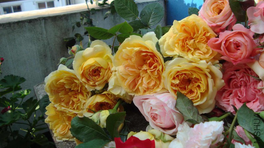 DSC08566.JPG