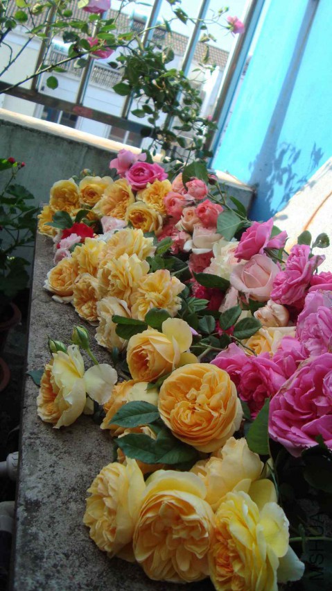 DSC08572.JPG