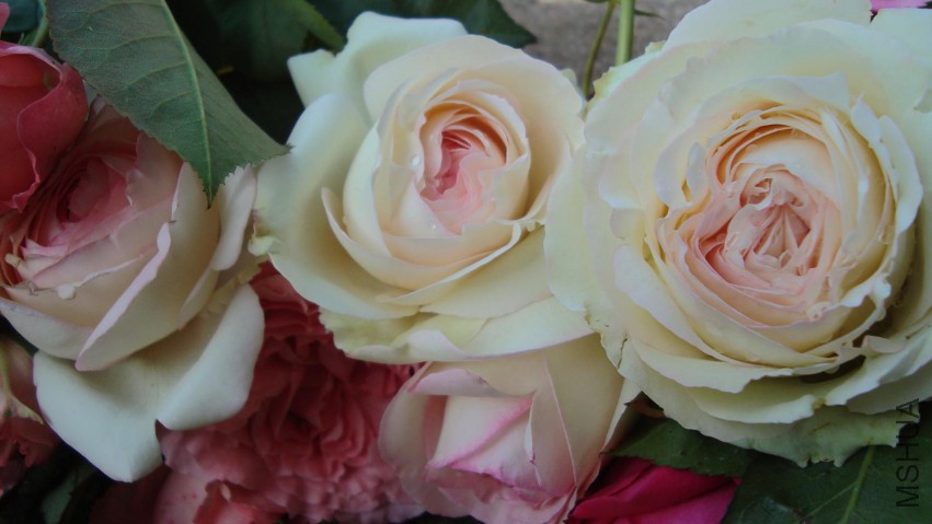 DSC08571.JPG