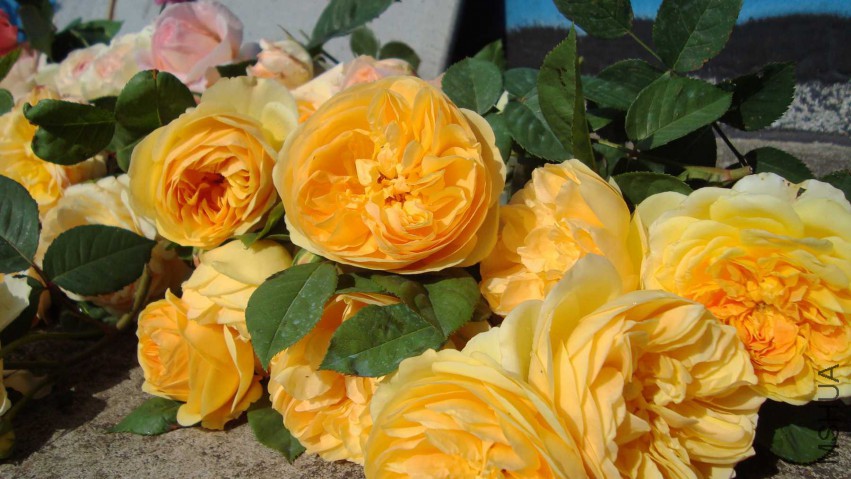 DSC08558.JPG