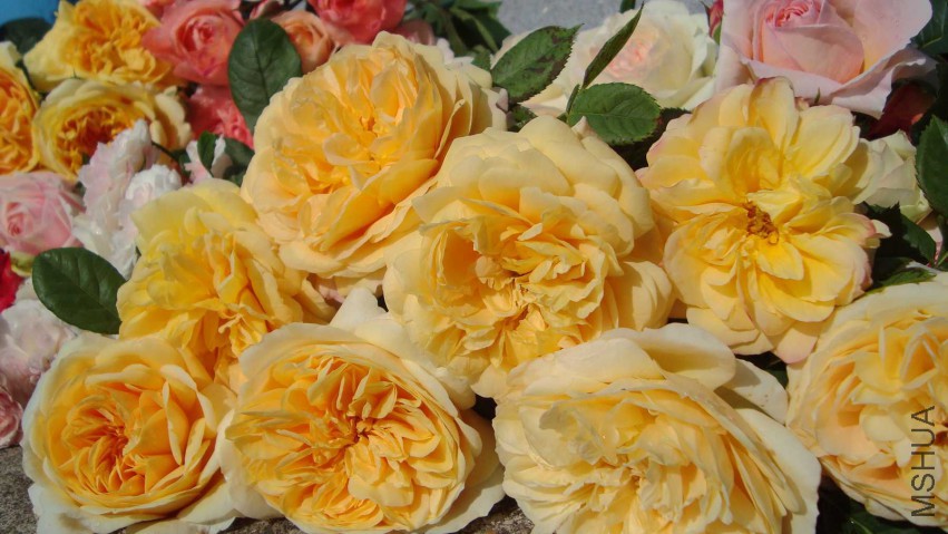 DSC08559.JPG