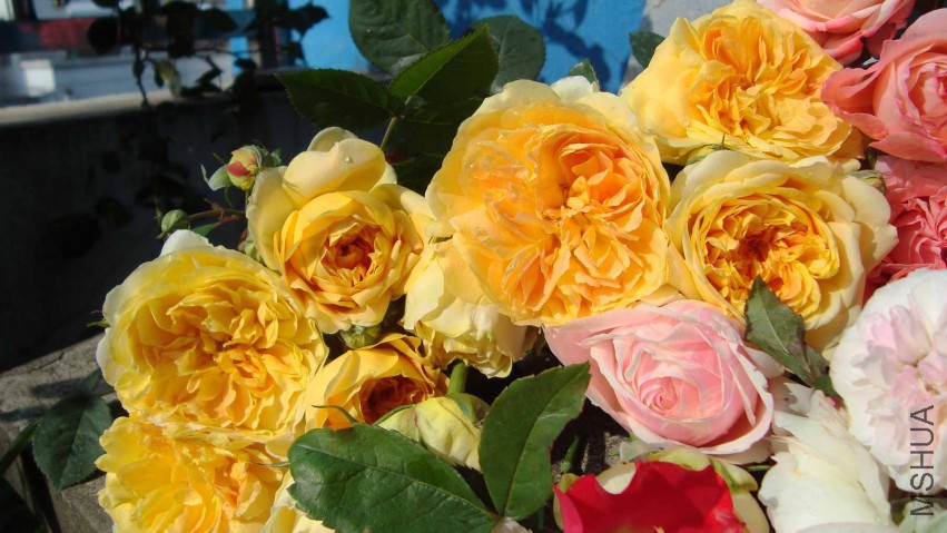 DSC08560.JPG