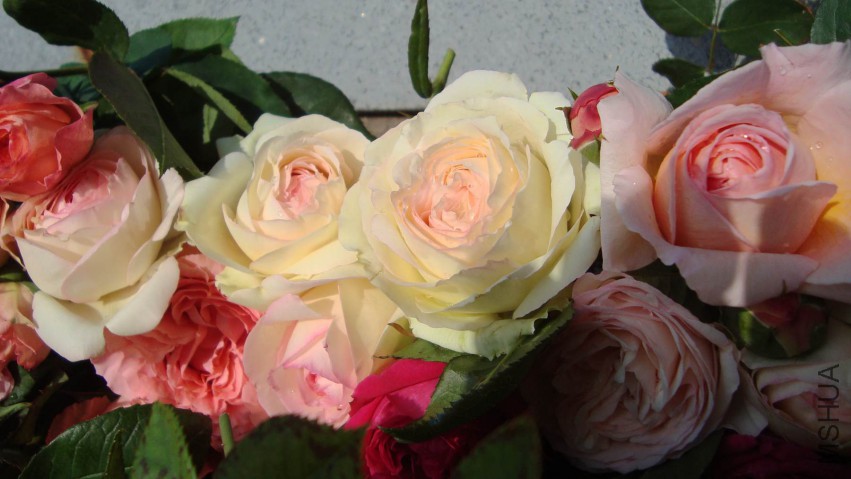 DSC08562.JPG
