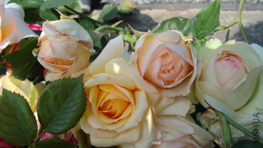 DSC08563.JPG