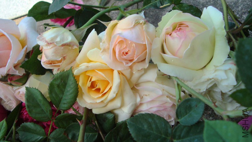 DSC08568.JPG