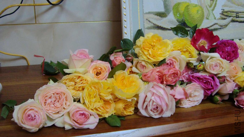 DSC08607.JPG