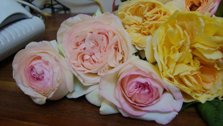 DSC08610.JPG
