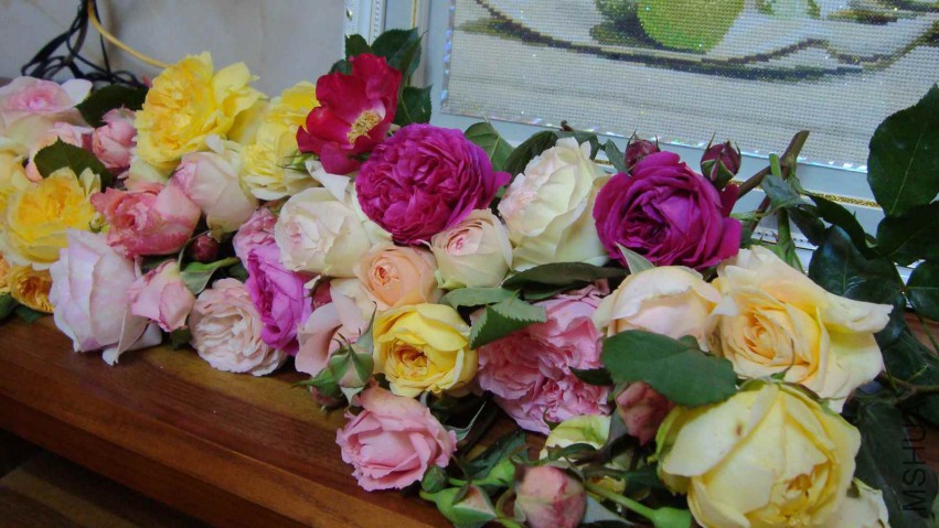 DSC08611.JPG