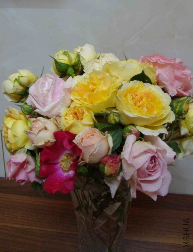 DSC08612.JPG