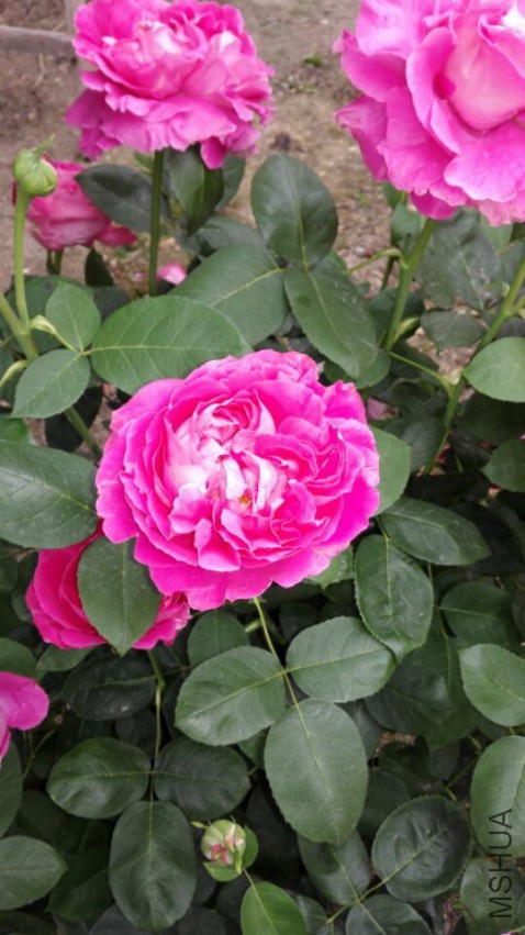 QQͼƬ20150504081746.jpg