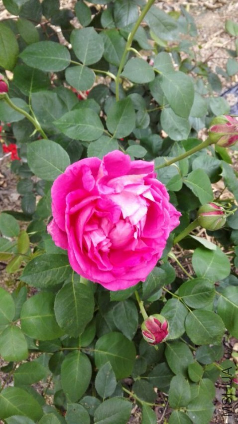 QQͼƬ20150504081743.jpg