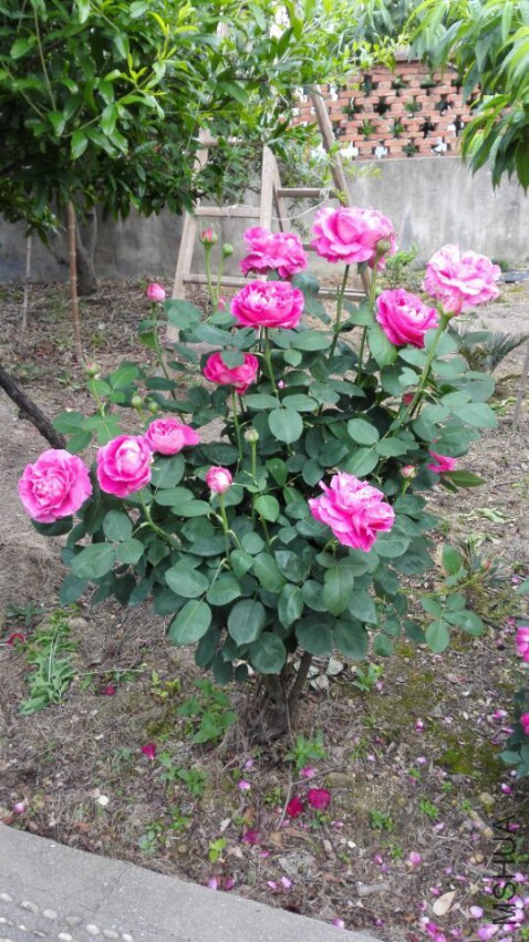 QQͼƬ20150504081724.jpg