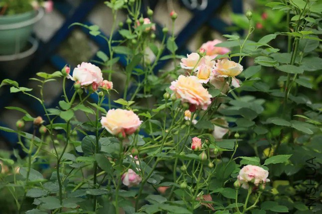 4_��С��С.jpg