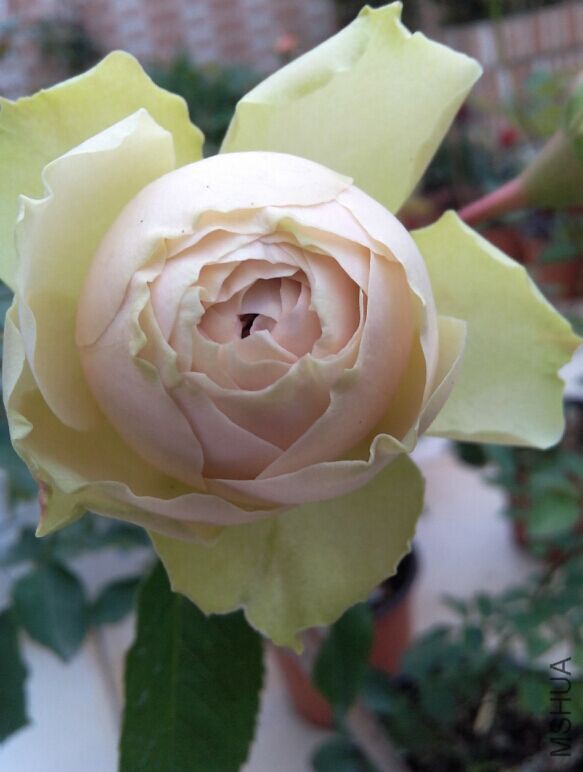 QQͼƬ20150504084709.jpg