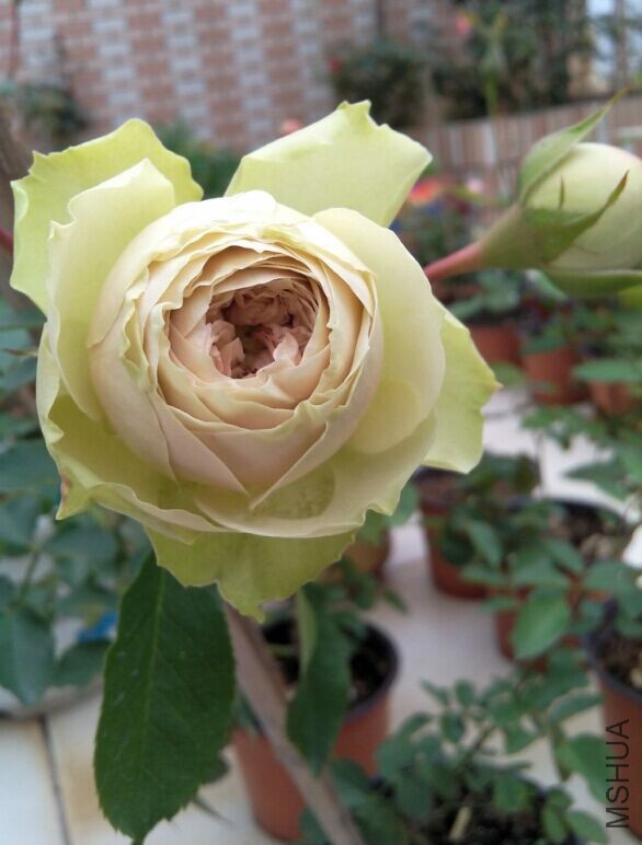 QQͼƬ20150504084629.jpg
