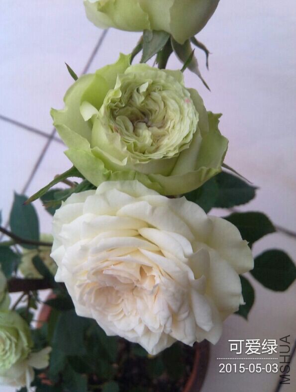 QQͼƬ20150504085124.jpg