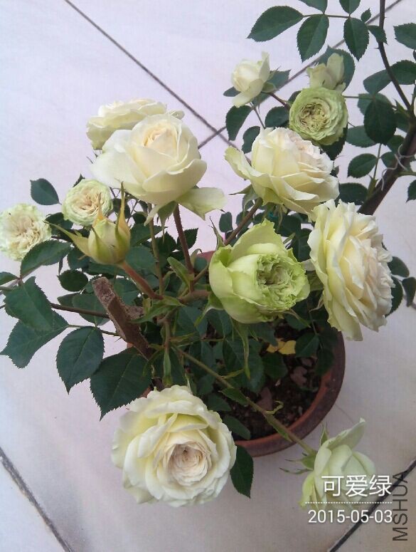 QQͼƬ20150504085216.jpg