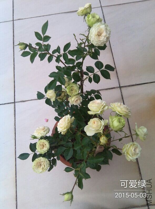 QQͼƬ20150504085153.jpg