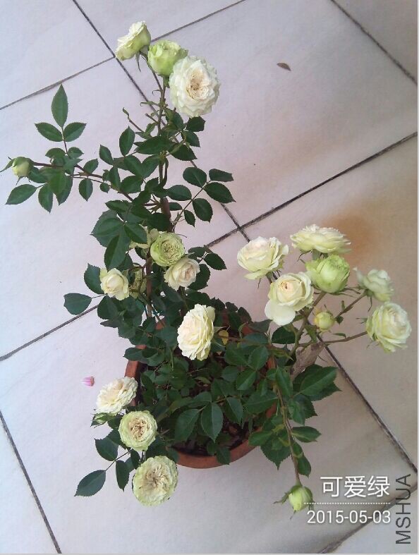QQͼƬ20150504085307.jpg