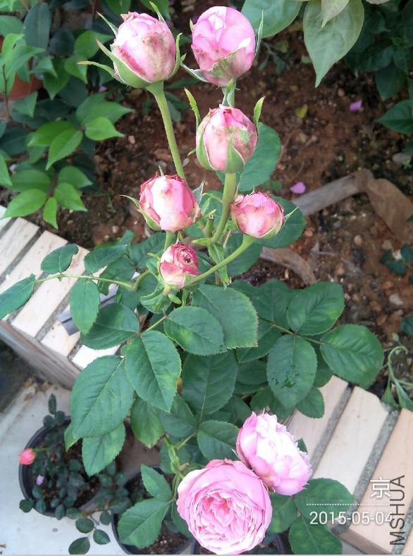 QQͼƬ20150504090601.jpg