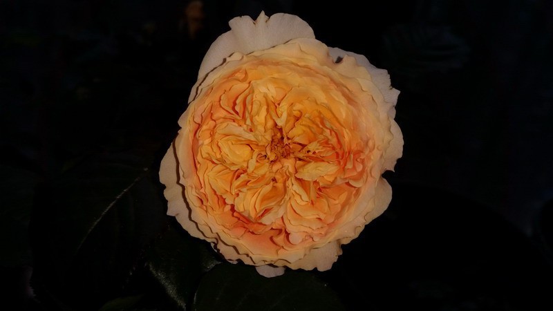 20150503_143553.jpg