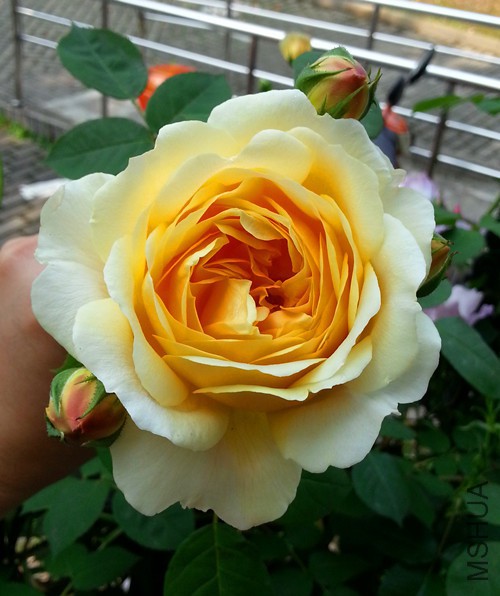 ��Ц��³����20150430A.jpg