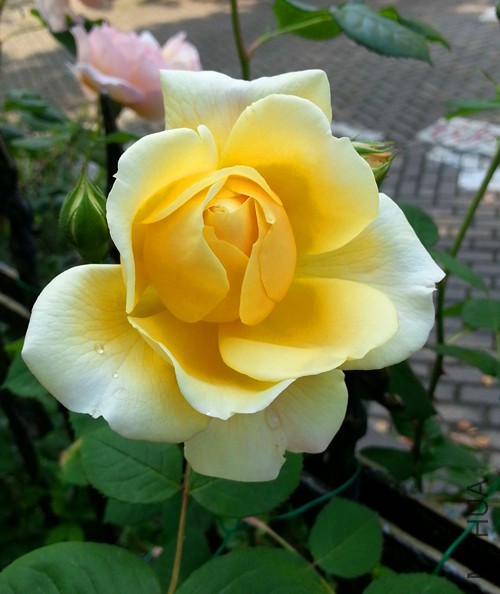 ��Ц��³����20150430B.jpg
