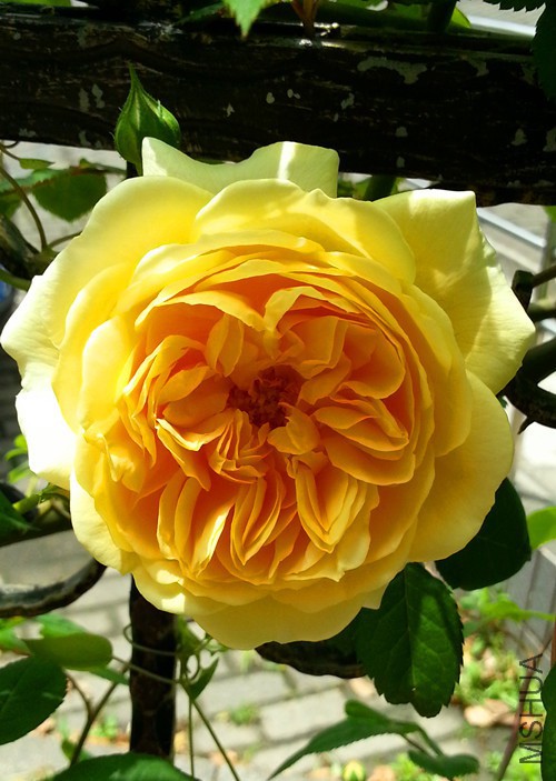 ��Ц��³����20150503A.jpg