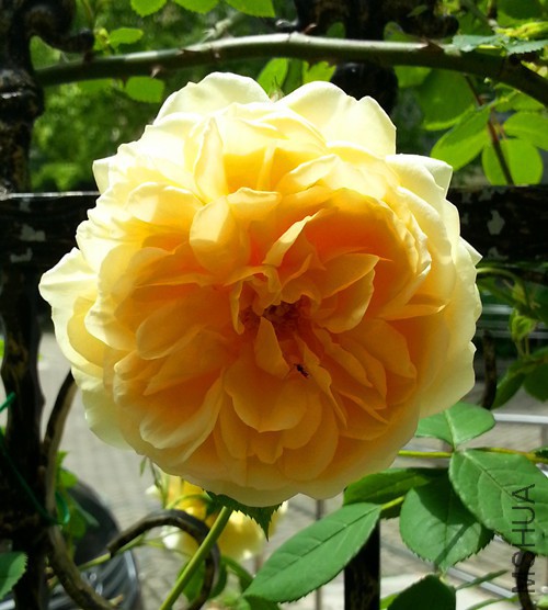��Ц��³����20150503B.jpg
