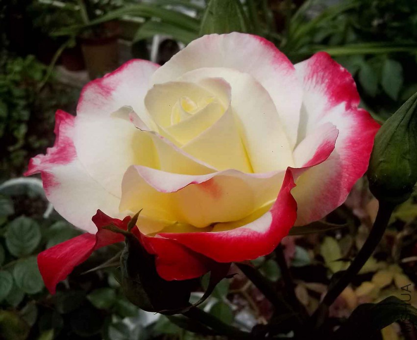 ��Ƭ_20150427_124238.jpg