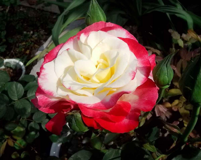 ��Ƭ_20150428_090601.jpg