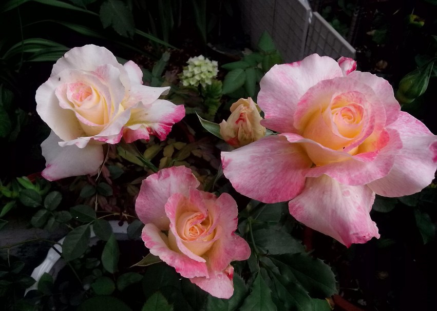 ��Ƭ_20150503_082254.jpg