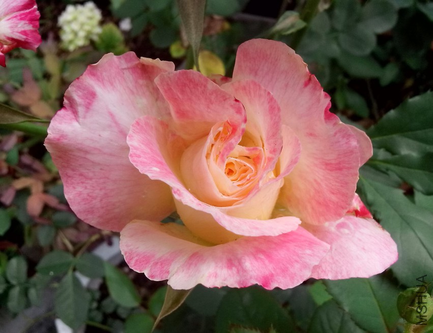 ��Ƭ_20150503_082357.jpg