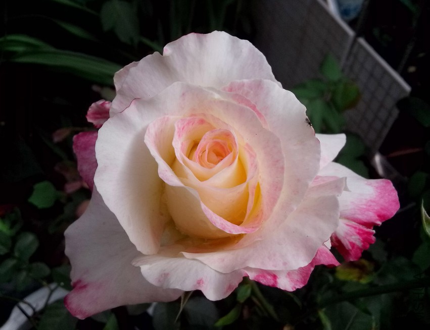 ��Ƭ_20150503_082418.jpg