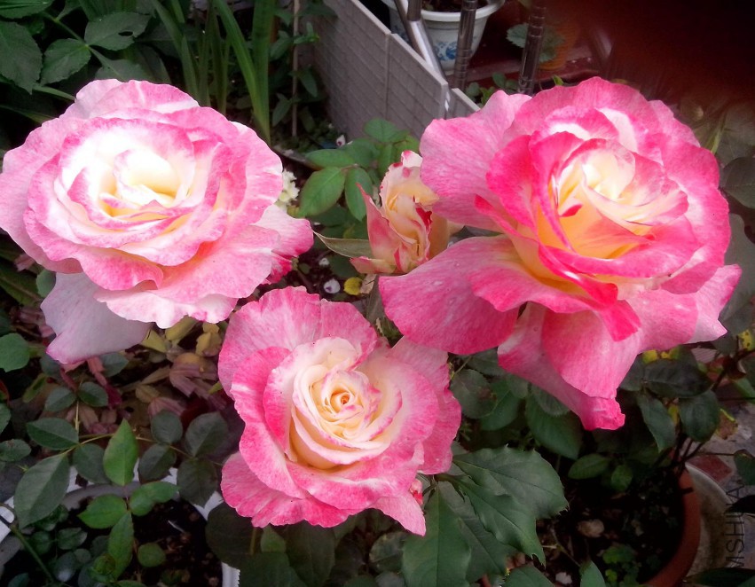 ��Ƭ_20150504_074850.jpg