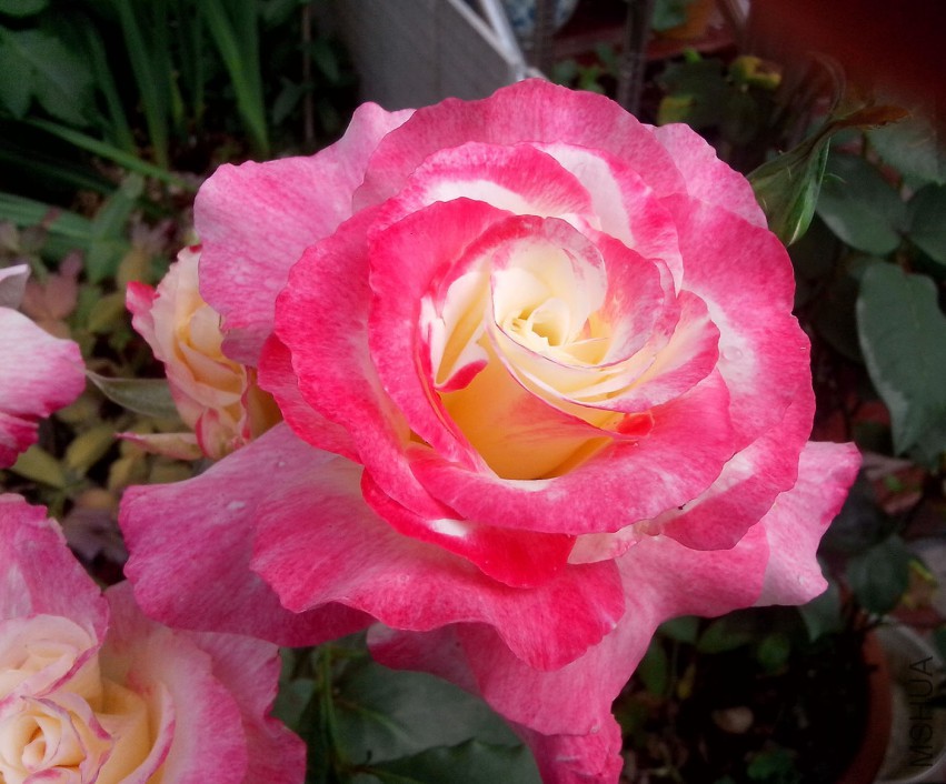 ��Ƭ_20150504_074859.jpg