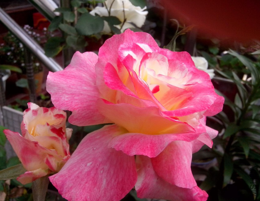 ��Ƭ_20150504_074911.jpg