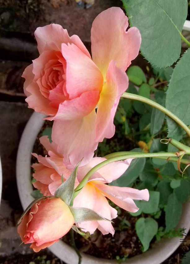 ��Ƭ_20150503_083007.jpg