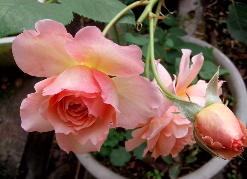 ��Ƭ_20150503_083020.jpg