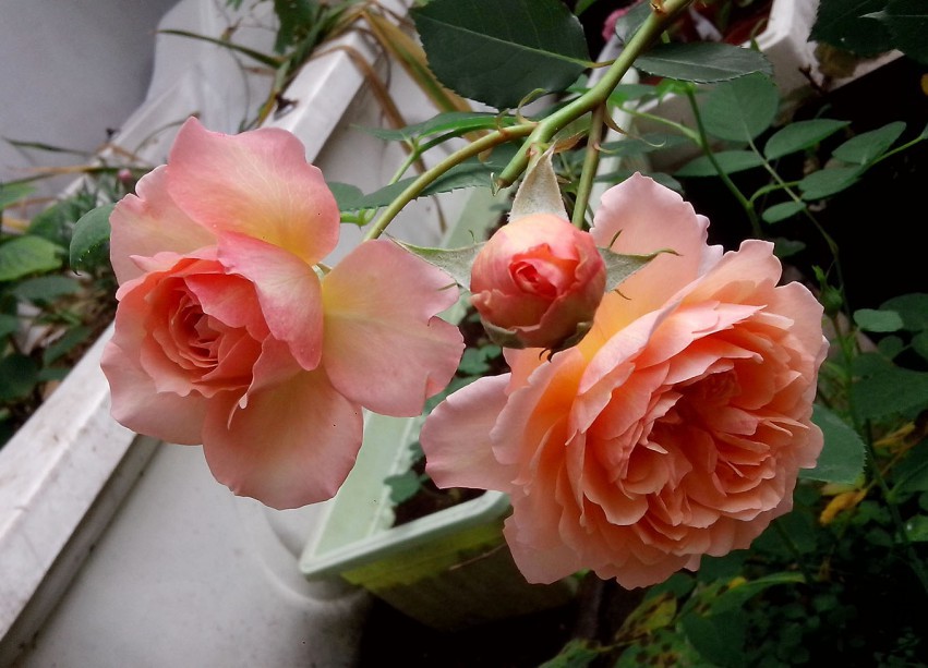 ��Ƭ_20150503_082917.jpg