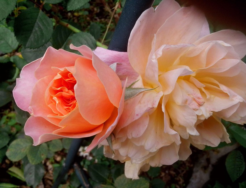 ��Ƭ_20150504_075051.jpg