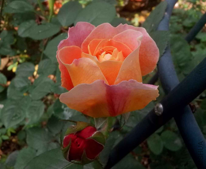 ��Ƭ_20150429_083624.jpg