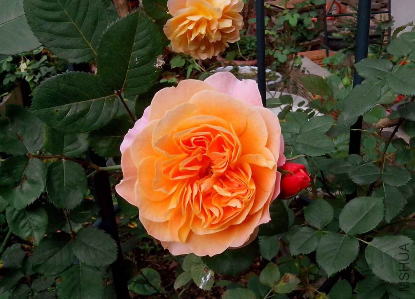 ��Ƭ_20150430_073946.jpg