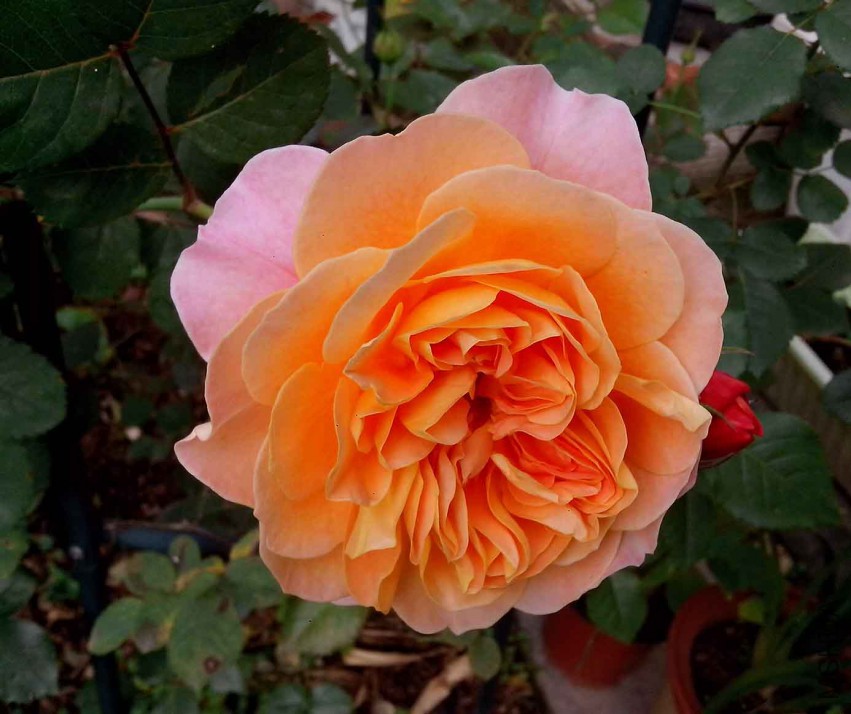 ��Ƭ_20150430_074008.jpg