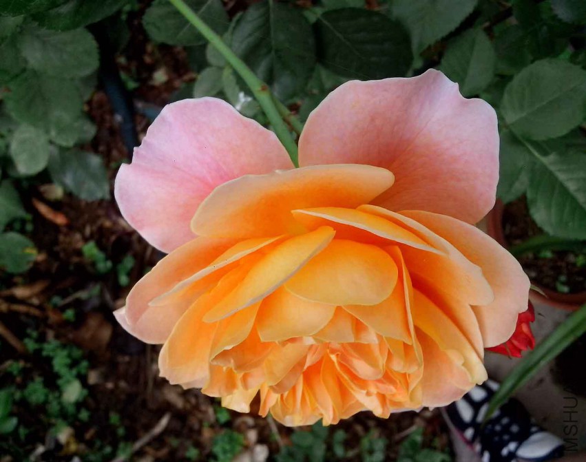 ��Ƭ_20150430_074018.jpg