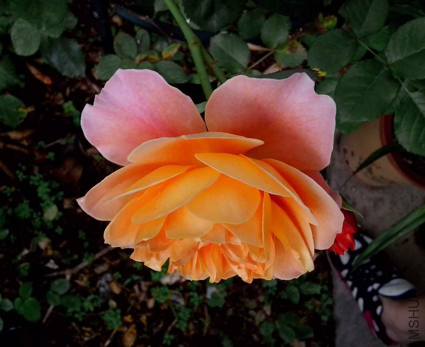 ��Ƭ_20150430_074026.jpg