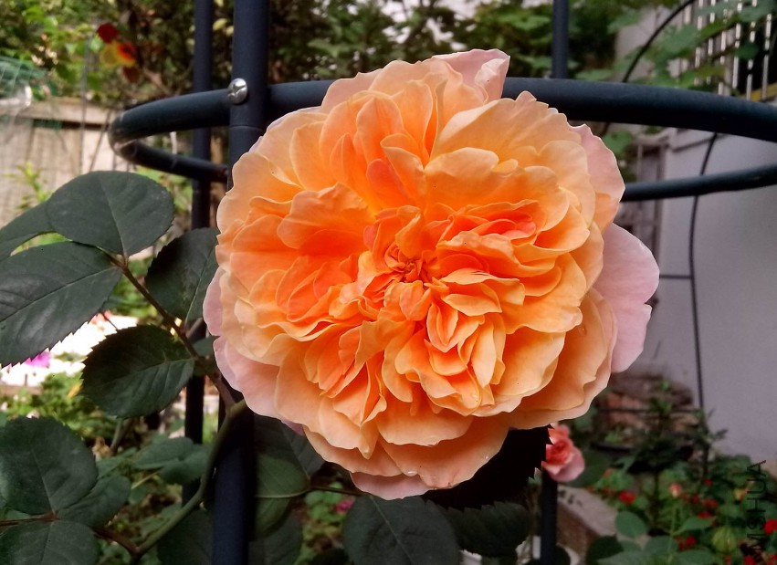 ��Ƭ_20150503_082444.jpg
