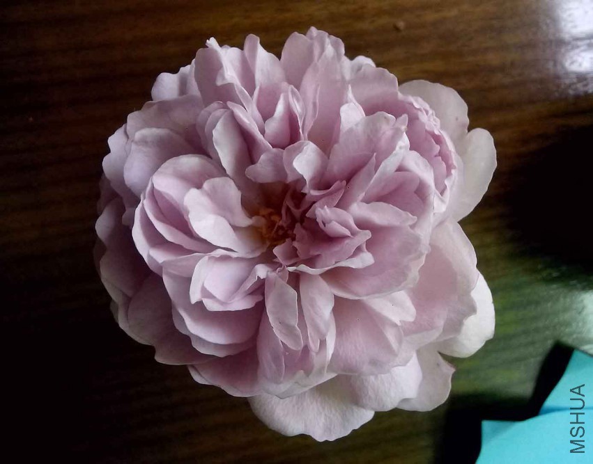 ��Ƭ_20150426_134327.jpg